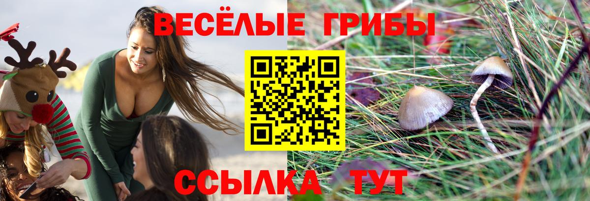 Галлюциногенные грибы GOLDEN TEACHER  Псилоцибиновые грибы Psilocybine cubensis  Вход с VPN  купить   Биробиджан 